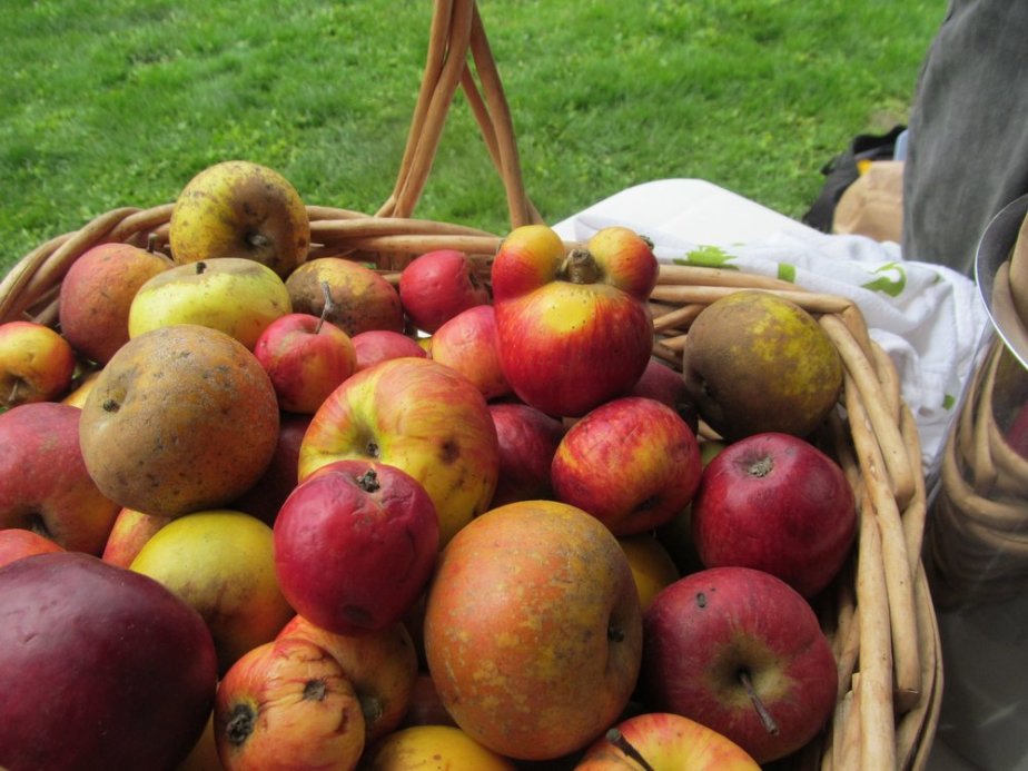 Some of the special Gravenstein apples used to make cider at Tilted Shed  